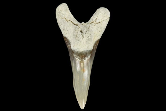 Snaggletooth Shark (Hemipristis) Tooth - Aurora, NC #180154